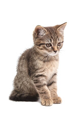 Obraz premium Cute tabby kitten sitting with fluffy fur, staring intently. Soft striped coat, perked ears, and delicate whiskers. Isolated on white background.