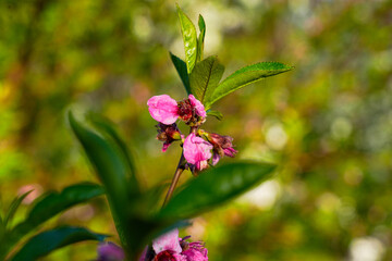 Spring landscape, beautiful spring scenes with blossoming trees