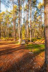 Fototapeta premium A wooden walking path Bor na Czerwonem nature reserve in Nowy Targ in Poland