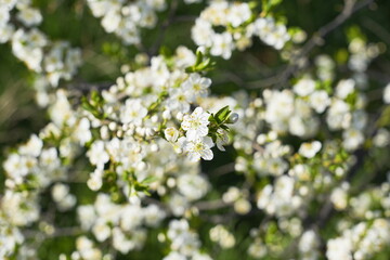 Spring landscape, beautiful spring scenes with blossoming trees