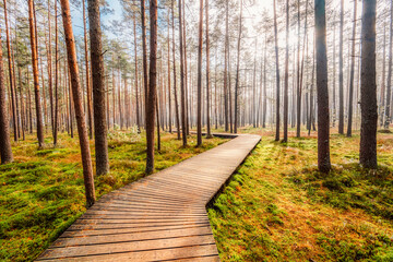 A wooden walking misty path in Bor na Czerwonem nature reserve in Nowy Targ in Poland
