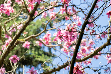 Magnolia Tree in Park in Full Bloom