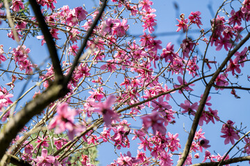 Magnolia Tree in Park in Full Bloom