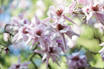 Close up of Pink and White Magnolia Tree Flowering in Spring
