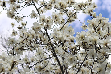 Blooming white magnolia tree against the sky. Spring magnolia blossom. Nature background. Beautiful tree branches in spring. White magnolia flowers. Blooming tree in the park