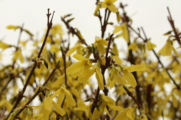 Weeping forsythia yellow flowers - Latin name - Forsythia suspensa. Close-up of the flowers of a gold-yellow blooming forsythia glowing in the sun in spring. Beautiful yellow floral background