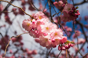 Close-up of delicate pink Kanzan sakura flowers on a branch in spring.