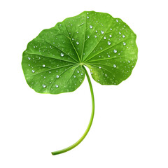 Fototapeta premium Single Centella Asiatica leaf with dewdrops and long stem representing herbal skincare, wellness, and natural healing, isolated on transparent background.