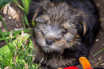 Bébé chien Yorkshire