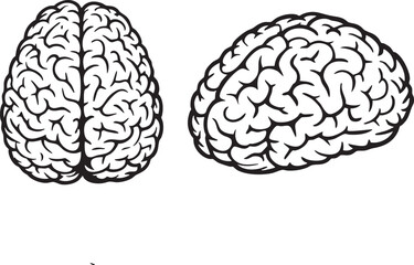 Two Anatomically Correct Human Brains Side-by-Side