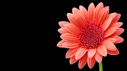 Fototapeta premium Vibrant Coral Gerbera Daisy on Black - Close-up of a single, vibrant coral gerbera daisy flower against a solid black background