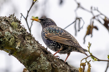 European Starling in a tree in Astoria, Oregon