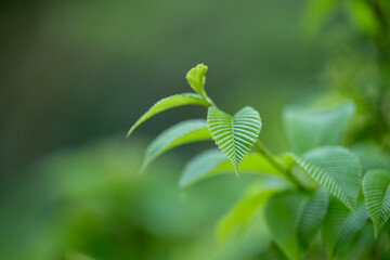 Close up of Young First Spring Leaves on Viburnum Shrub
