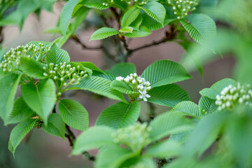 Obraz premium Close up of Young First Spring Leaves on Viburnum Shrub