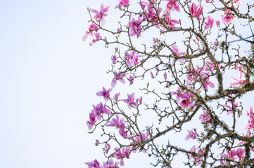 Close up of Pink and White Magnolia Tree Flowering in Spring