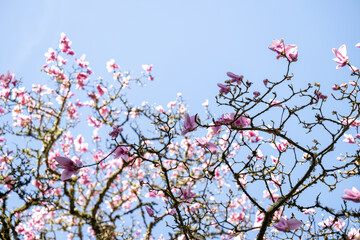 Close up of Pink and White Magnolia Tree Flowering in Spring