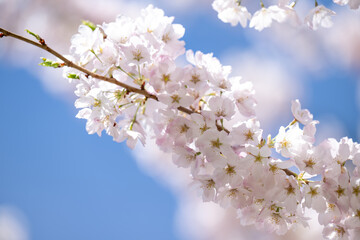  Beautiful Pink Cherry Blossoms