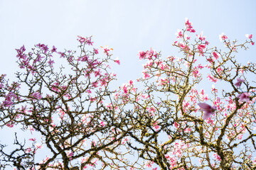 Close up of Pink and White Magnolia Tree Flowering in Spring