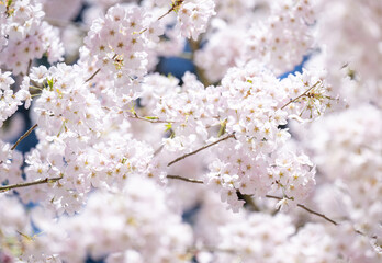  Beautiful Pink Cherry Blossoms