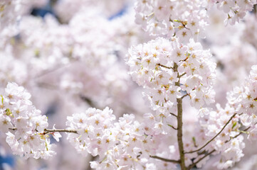  Beautiful Pink Cherry Blossoms