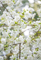  Beautiful Pink Cherry Blossoms