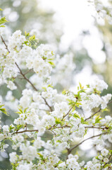  Beautiful Pink Cherry Blossoms