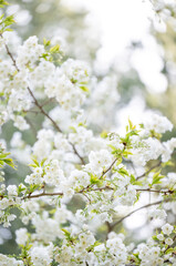  Beautiful Pink Cherry Blossoms