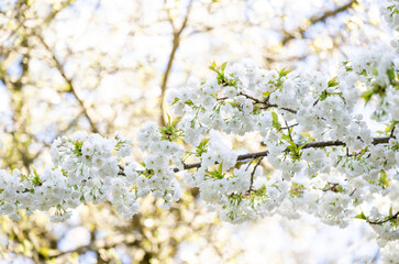  Beautiful Pink Cherry Blossoms