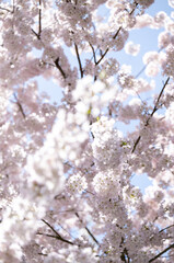  Beautiful Pink Cherry Blossoms