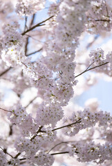  Beautiful Pink Cherry Blossoms