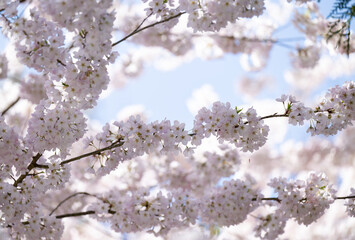  Beautiful Pink Cherry Blossoms