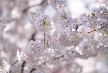  Beautiful Pink Cherry Blossoms