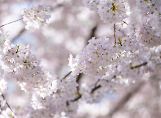  Beautiful Pink Cherry Blossoms