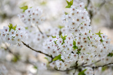  Beautiful Pink Cherry Blossoms