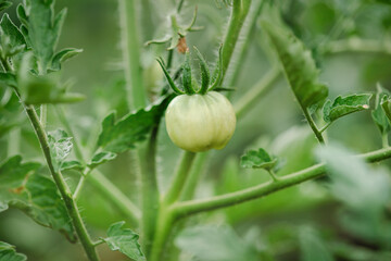 Green young tomatoes bush. Tomatoes branch, eco organic vegetables. Copy space, banner