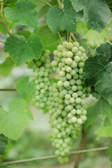 Green bunch grapes branch. Growing eco organic viticulture. Copy space, place text, banner, harvest