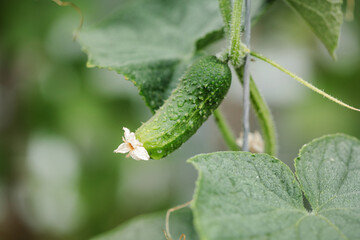 Green young cucumber bush, branch with blossom, eco friendly vegetables. Copy space, banner