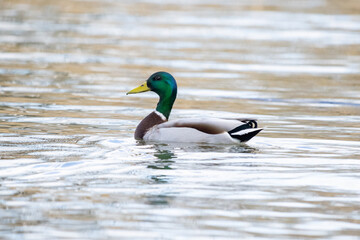 Male Malard duck on the Snake River in Washington
