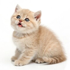 cute kitten sitting isolated on white background