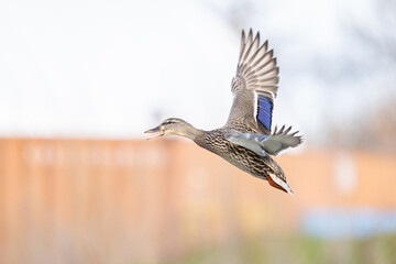 Female Mallard Duck flying near the Snake River in Washington