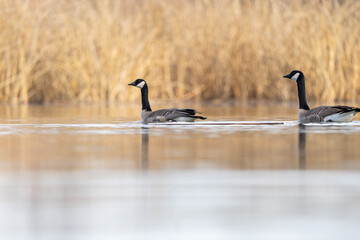Two Canada Goose on the the Snake River