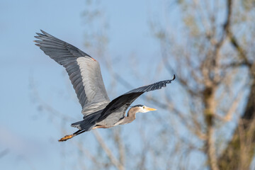 Great Blue Heron flying near near Burbank Washington
