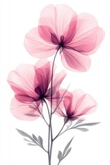 Obraz premium Ethereal pink floral arrangement on white background showcasing delicate petals and intricate details in soft light creating a serene botanical art