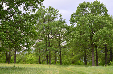 Green oak trees with the country road and grass