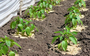 Rows of young pepper seedlings growing in a garden