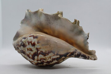 Spider Conch or Lambis lambis seashell isolated on a white background. Spider Conch or Lambis lambis seashell summer and vacation design elements isolated on a white background