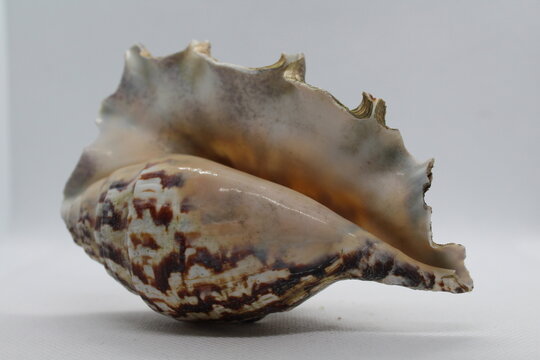 Spider Conch or Lambis lambis seashell isolated on a white background. Spider Conch or Lambis lambis seashell summer and vacation design elements isolated on a white background