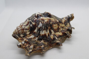 Spider Conch or Lambis lambis seashell isolated on a white background. Spider Conch or Lambis lambis seashell summer and vacation design elements isolated on a white background