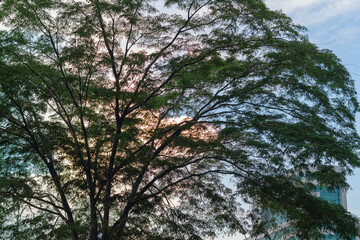 Majestic tree silhouetted against the vibrant Medellín, Medellin, skyline at sunset. A captivating urban-nature scene in Antioquia, Colombia, evoking tranquility and wonder
