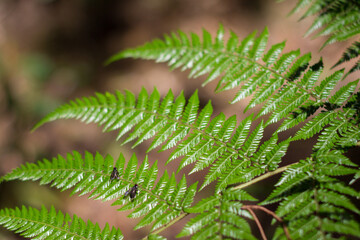 Close-up of vibrant green fern leaves with feathery details in Medellín, Antioquia, Colombia. Featuring two small black insects, adding a natural point of interest.